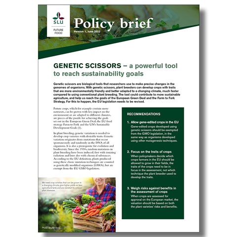 Cover of policy brief
