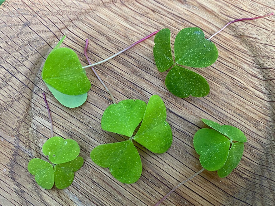 Harsyra Oxalis acetosella. Foto.