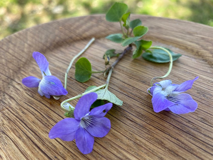 Skogsviol. Foto.