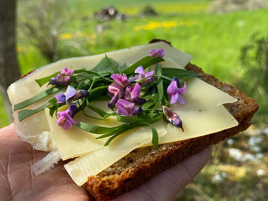 En ostmacka med ramslök och gökärt. Foto.