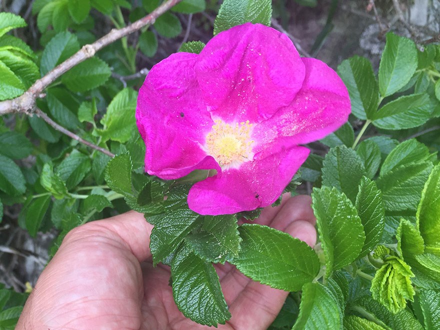 Vresros, Rosa rugosa. Foto.