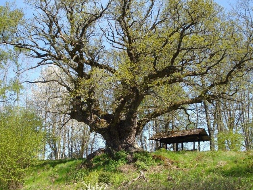 En enorm gammal ek. Foto: Upplandsstiftelsen.