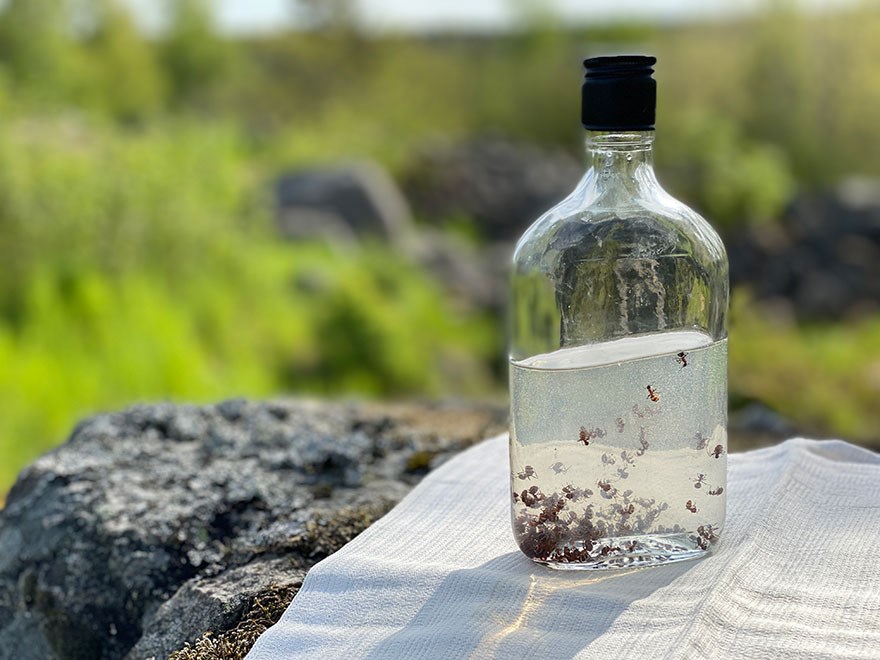 En glasflaska med myror i sprit står på en duk på en sten. Foto.