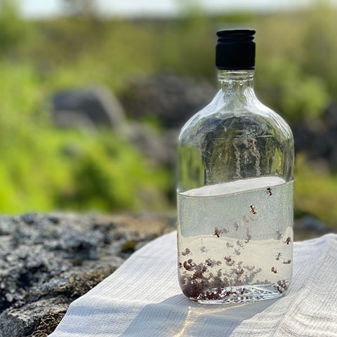 En glasflaska med myror i sprit står på en bordsduk på en sten. Foto.