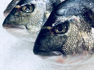 Närbild på två fiskar som ligger på is. Foto.
