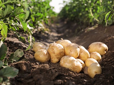 Färsk potatis ligger i en jordfåra, foto.