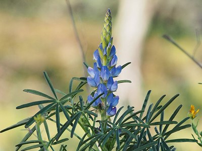 Blommande sötlupin, foto.
