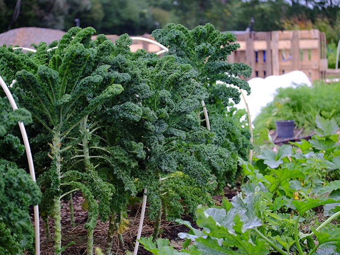 Green kales, photo.
