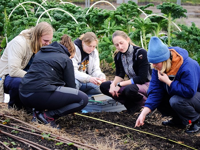Young people studying how to plant garlic. Photo.