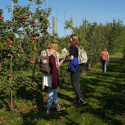 Students in apple garden. Photo.