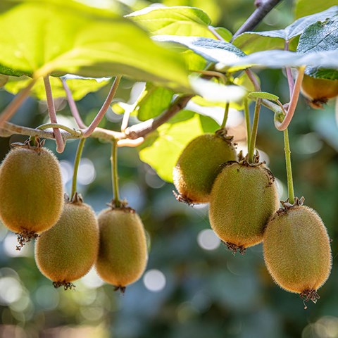 Kiwi fruits hanging from branches. Photo.