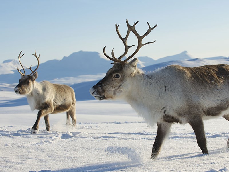 Reindeer in snowy mountain landscape. Photo.