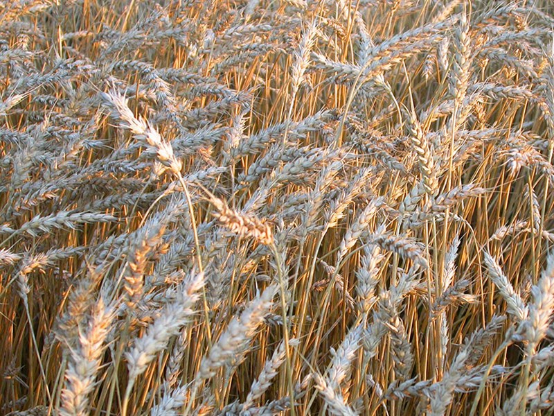 Ripe wheat. Photo.