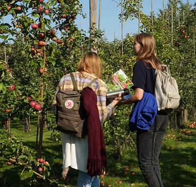 Två studenter studerar ett äppelträd i försöksodlingarna på Alnarp. Foto.
