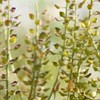 Lepidium-plantor. Foto.