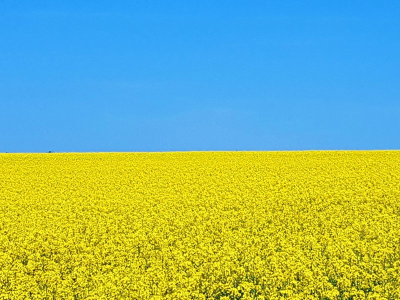 Gult rapsfält och blå himmel. Foto.