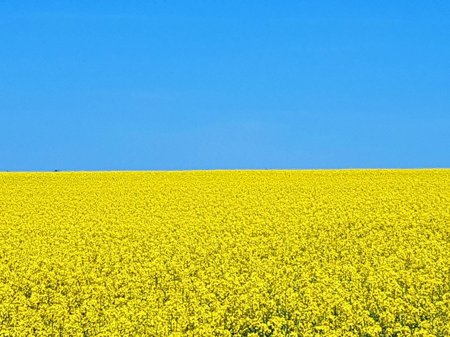 Gult rapsfält och blå himmel. Foto.