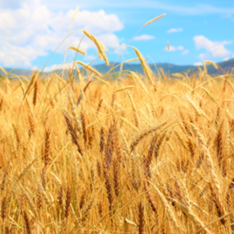 A sun-ripened wheat field. Photo.
