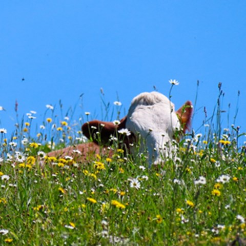 En brun-vit ko ligger ner bland gula blommor under en blå himmel. Foto.