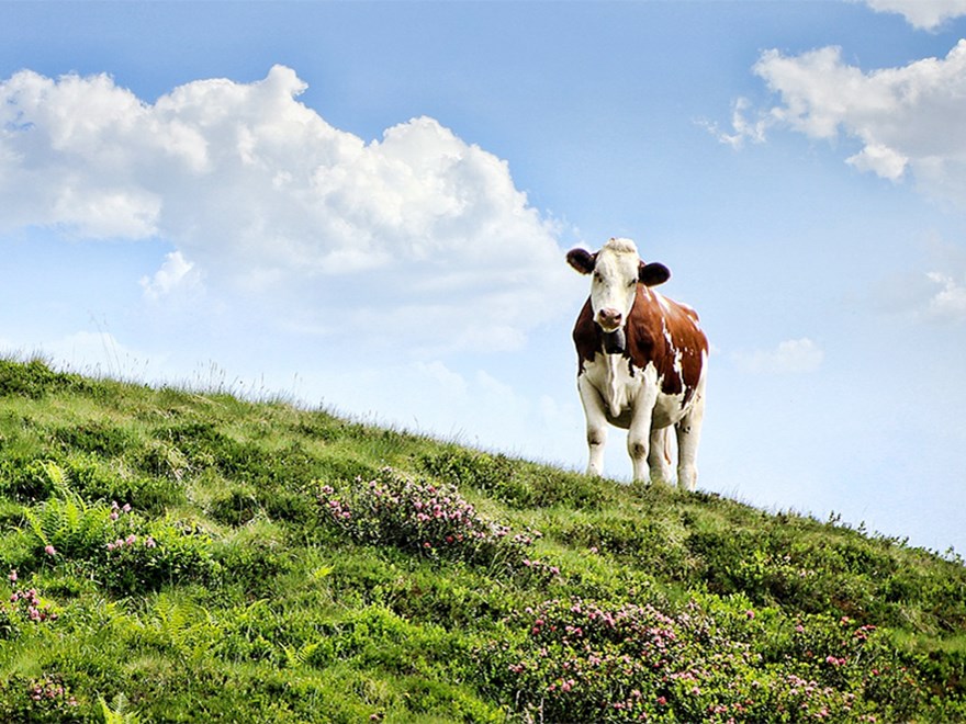 En brun och vit ko står i en sluttning med blommor. Foto.