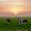 Kor på ett fält där solen går ned. Foto.
