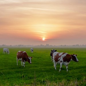 Kor på ett fält där solen går ned. Foto.