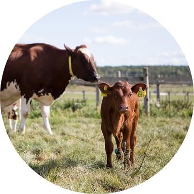 A cow and a calf outdoors. Photo.