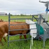 En ko har stoppat in huvudet i en behållare som står på en grönt fält. Foto.
