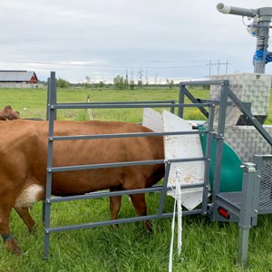En ko har stoppat in huvudet i en behållare som står på en grönt fält. Foto.