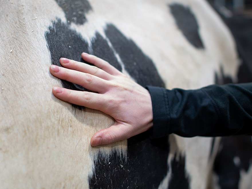A hand on a cow. Photo.