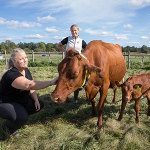 Två forskare, en ko och en kalv utomhus. Foto.