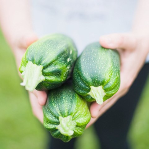 Hands holding three squash vegetables against the camera. Photo. 
