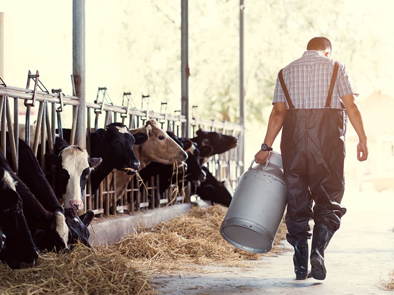 En lantbrukare med kor. Foto.