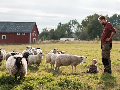 Foto på ett litet barn som sitter i gräset bland fåren. Hans pappa står bredvid och i bakgrunden syns en röd lada.
