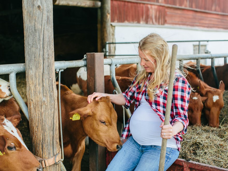 Foto av en gravid lantbrukare med kor. 