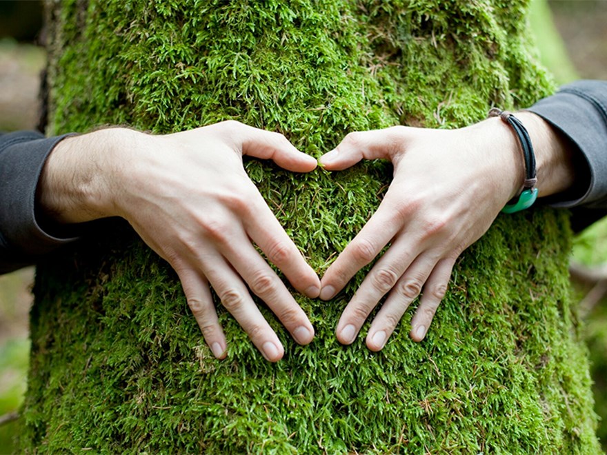 Two hand form a heart on a mossy tree trunk. Photo.
