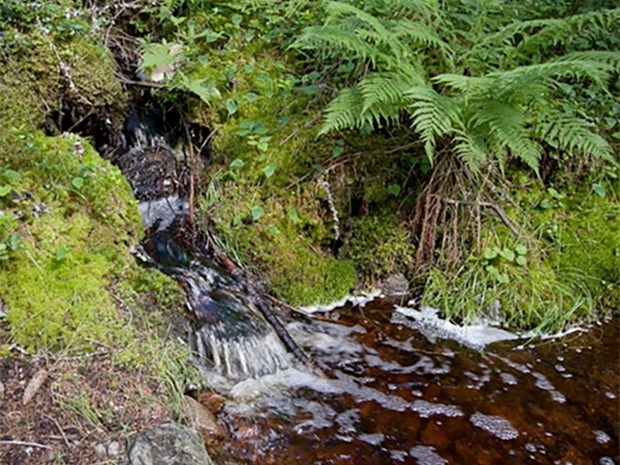 A stream in the forest. Photo.