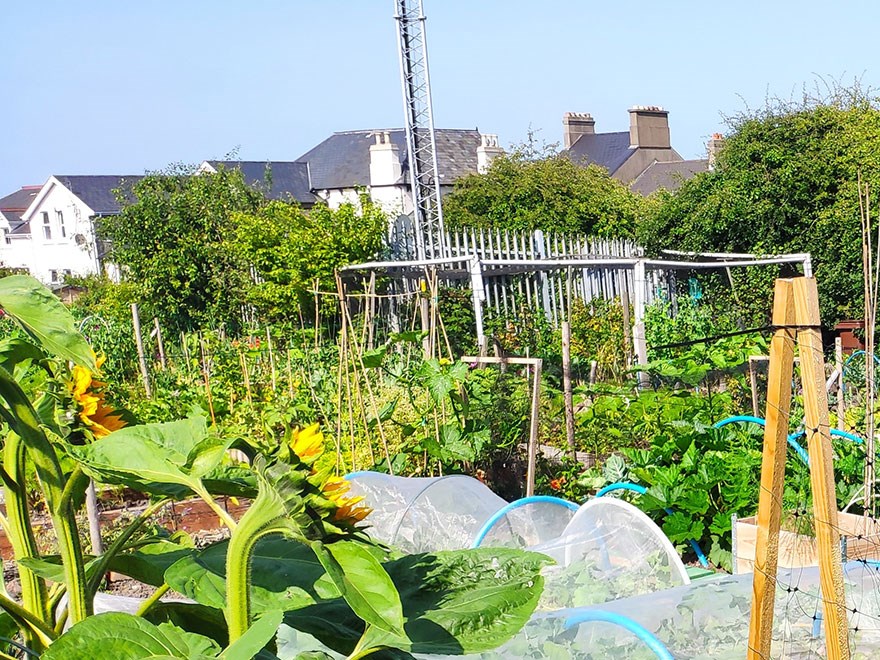 City gardening. Photo.