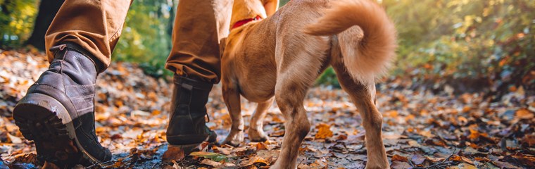 Man hiking in autumn in a colorful forest with a dog.