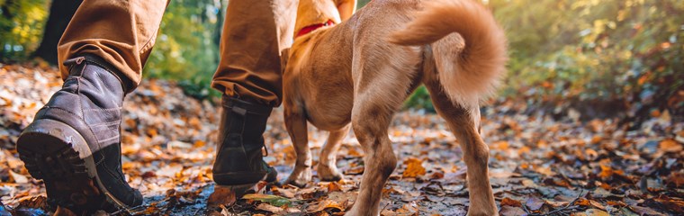 Vandrande man i en färgfylld skog på hösten i sällskap av en hund.