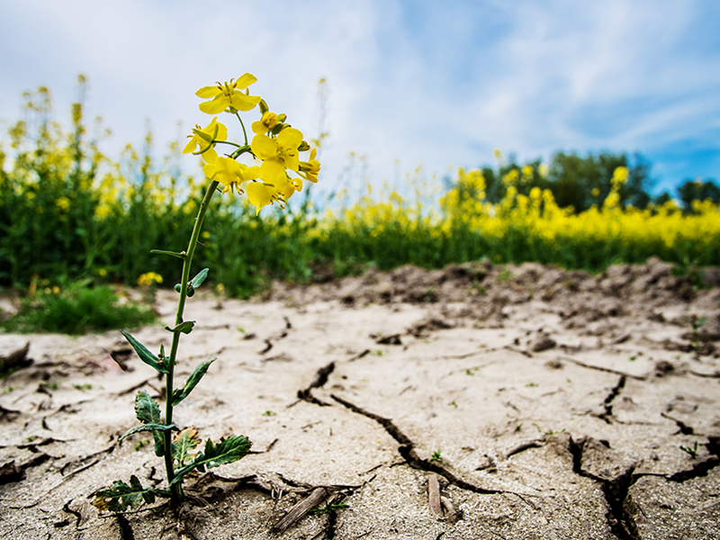 Cracked dried soil and a rapeseed flower. Photo.