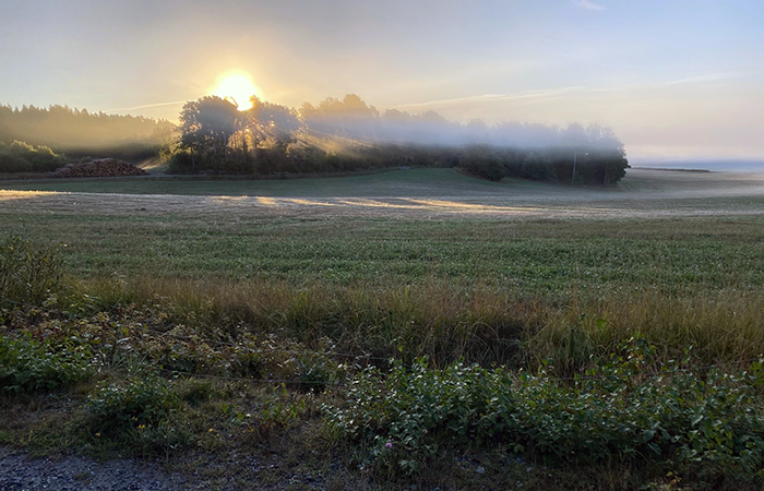 The sun is coming up through the trees in an agricultural landscape in autumn. Photo.