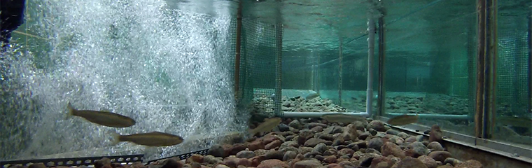 Bubbelbarriär med smolt. Foto.
