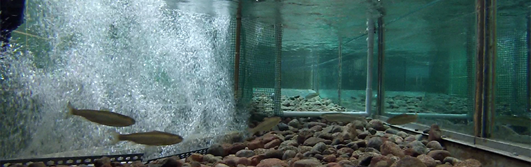 Bubble barrier with smolt. Photo.