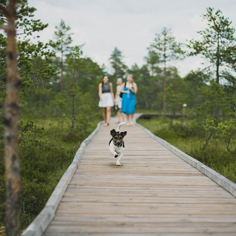 Människor på promenad med en hund i skogen, foto.