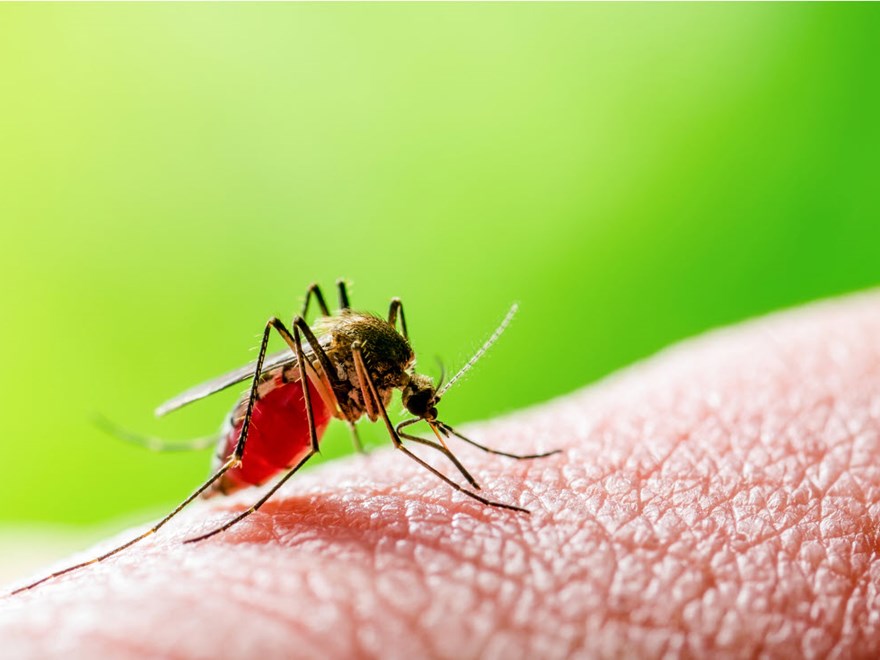Närbild på en mygga som suger blod. Foto.