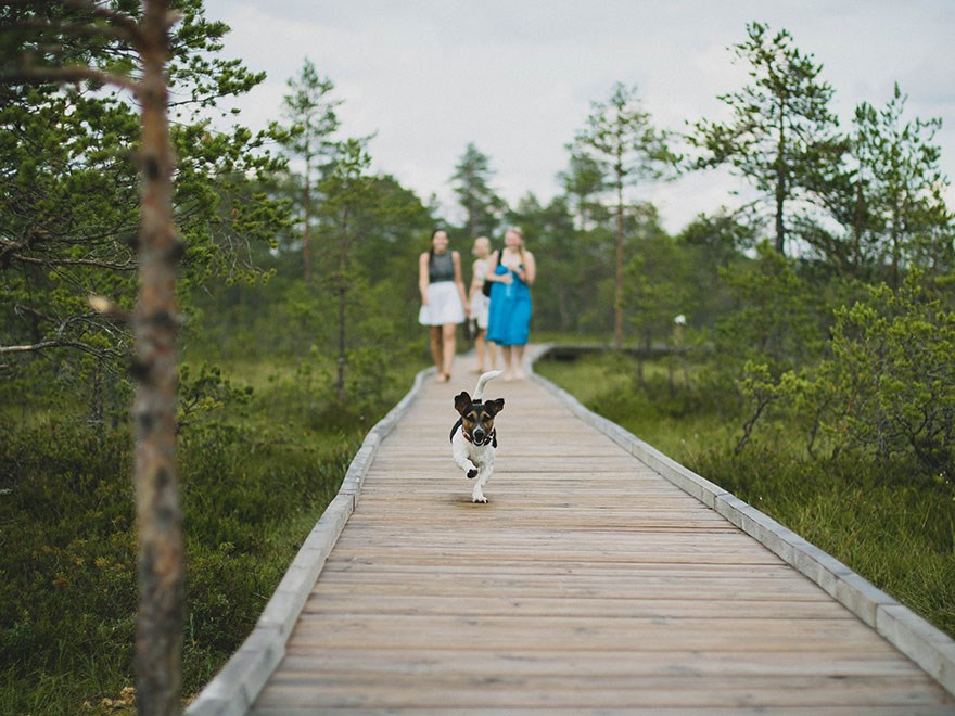 Människor på promenad med en hund i skogen, foto.