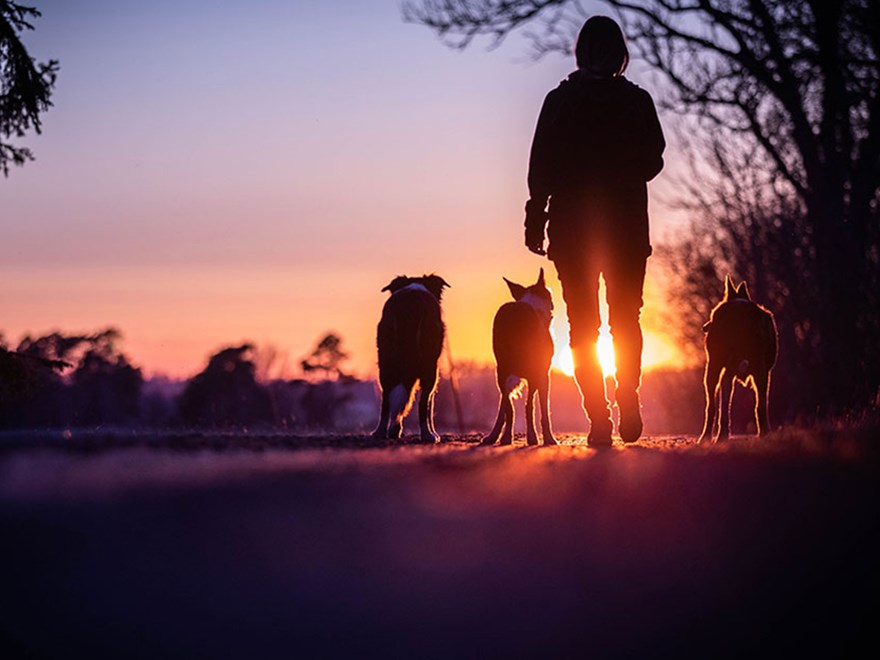 Kvinna på skogspromenad med tre hundar, solen är på väg ner. Foto.