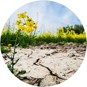 A yellow flower in cracked soil. Photo.