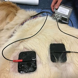 Electrostimulation on a white dog. Photo.